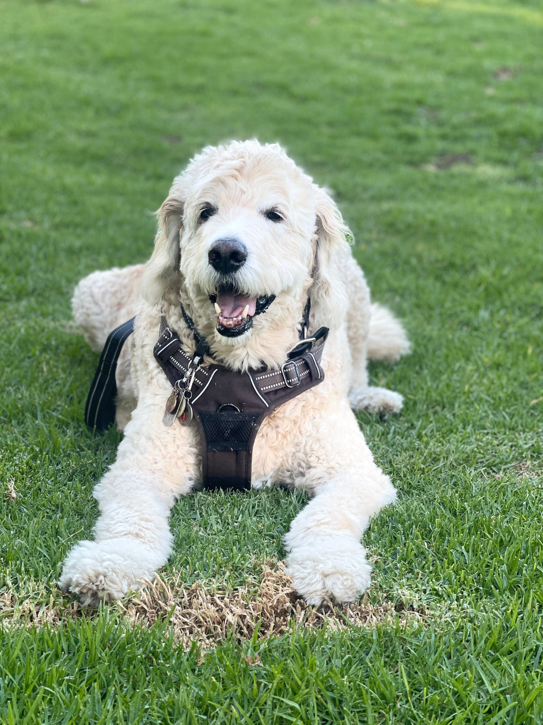 Glucosamine vs Turmeric: Which is Better for Dog Joints?