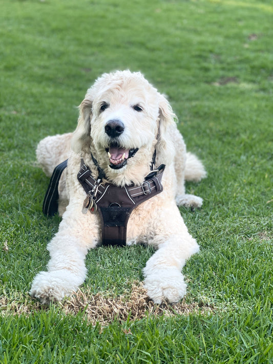 Glucosamine vs Turmeric: Which is Better for Dog Joints?