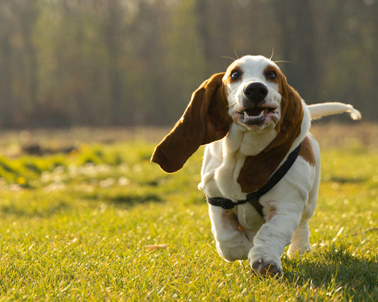 Large Breed Dogs and Joint Health — Starting Early Makes All the Difference