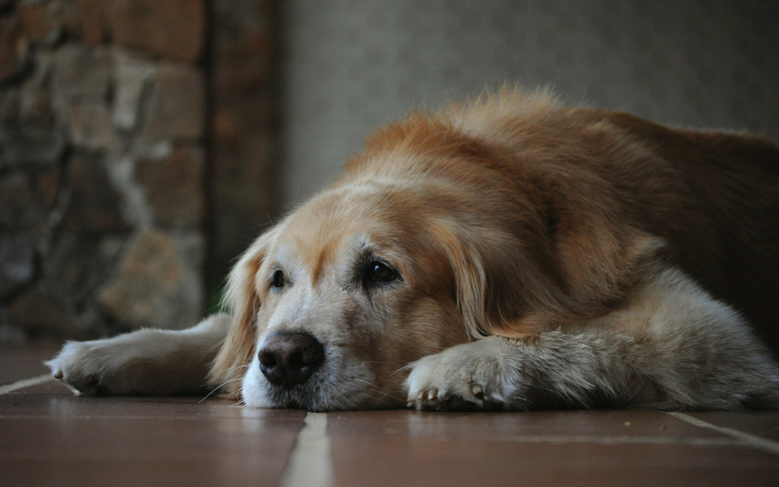 The Dog Longevity Drug Making Headlines — And What You Can Do For Your Dog Right Now