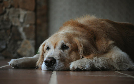 The Dog Longevity Drug Making Headlines — And What You Can Do For Your Dog Right Now
