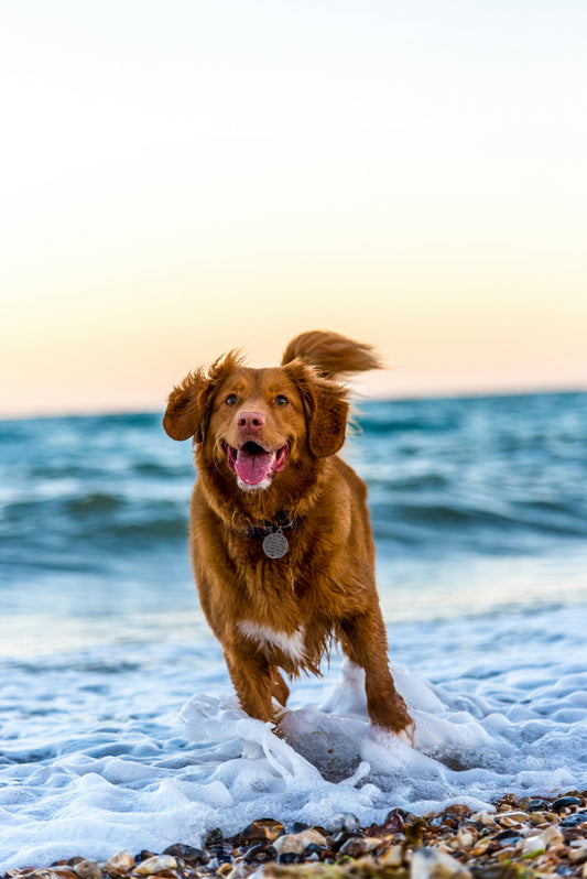 Why Turmeric is the Most Underused Ingredient in Dog Supplements