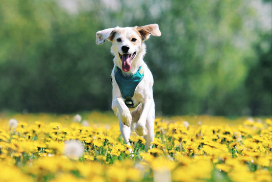 Pet Health & Wellness